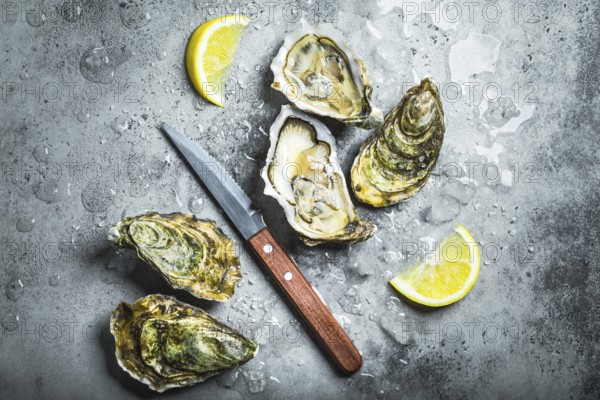 Fresh oysters on ice, knife, lemon wedges. Rustic stone background. Opened fresh raw oysters. Top