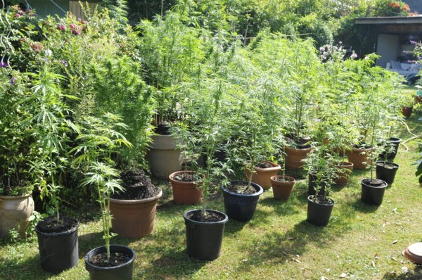 Hemp plants (cannabis) withTHC (tetrahydrocanabinol) and legal CDB (cannabidiol), used for medical