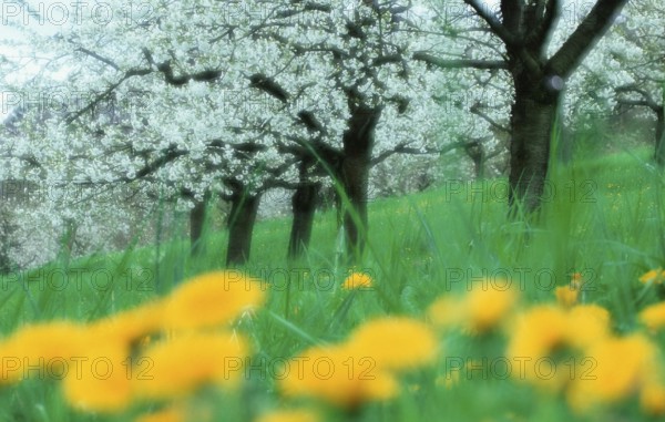 Cherry trees. flowering, Baden-Württemberg, Germany, flowering cherry trees, deciduous tree,