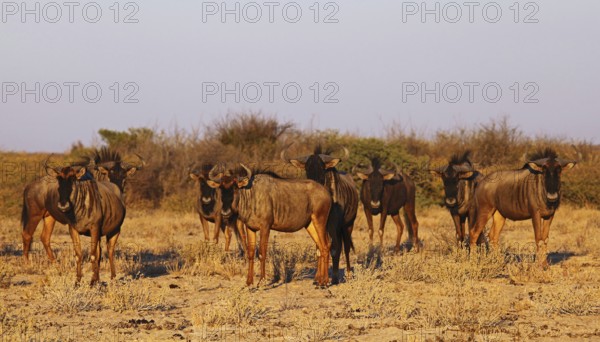 Blue wildebeests (Connochaetes taurinus) in morning light, Central Kalahari, Botswana, Botswana,