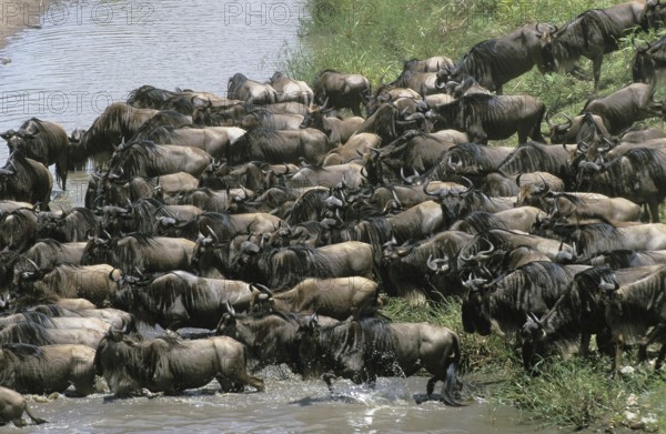Blue Wildebeest (connochaetes taurinus), Herd crossing Mara River during Migration, Masai Mara park