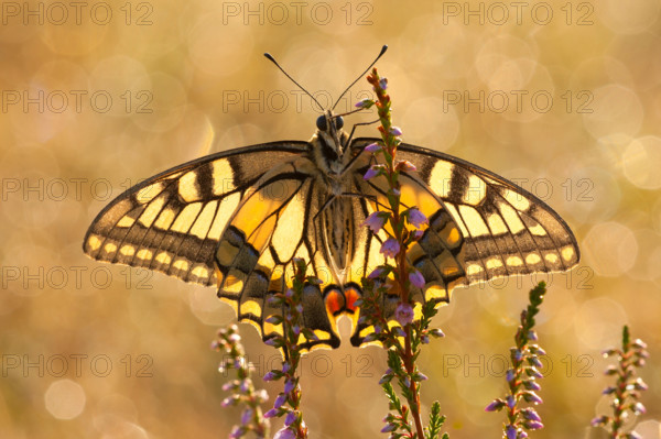 Swallowtail (Papilio machaon), to Heide, North Rhine-Westphalia, Germany, Europe