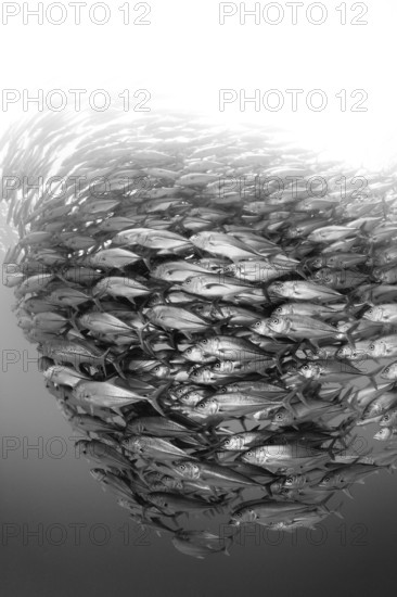 Shoal of bigeye jacks, Caranx sexfasciatus, Cabo Pulmo, Baja California Sur, Mexico, Central