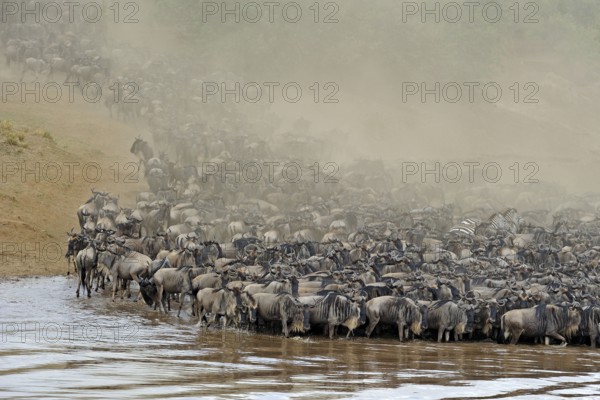 Blue wildebeests (Connochaetes taurinus) crossing Mara River, Maasai Mara Game Reserve, wildebeest,