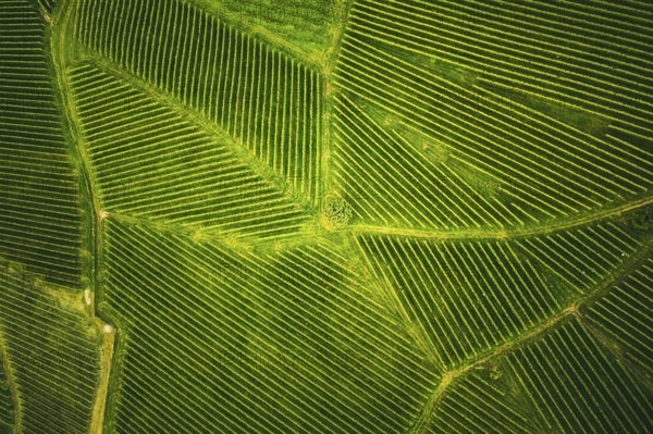 Aerial view at rows of grape vines vineyard South Styria, Austria. Tuscany like landscapes