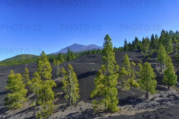 Montañas Negras hiking area, Parque Natural de Corona Forestal, views of El Teide and Viejo