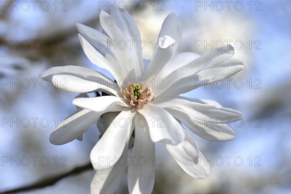Star magnolia 'Powder Puff' (Magnolia stellata), white, single flower, Germany, Europe