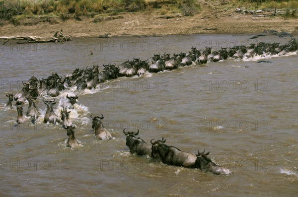 Blue Wildebeest (connochaetes taurinus), Herd crossing Mara River during Migration, Masai Mara Park