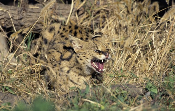 SERVAL (leptailurus serval), ADULT SNARLING, DEFENSIVE POSTURE