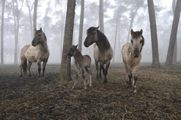 Dülmen wild horses standing in the forest, animal family with grey foal, born the day in front of,