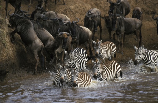 Burchell's Zebra (equus burchelli), and Blue Wildebeest, connochaetes taurinus, Group crossing Mara