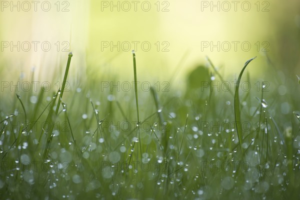 Morning dew drops or raindrops glisten on the leaves of the grass stem lit by the rays of the