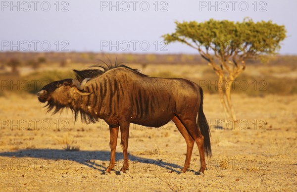 Blue wildebeest (Connochaetes taurinus) in morning light, Central Kalahari, Botswana, Botswana,