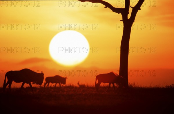Blue Wildebeest at sunrise, Massai Mara Game Reserve, Kenya (Connochaetes taurinus albojubatus),