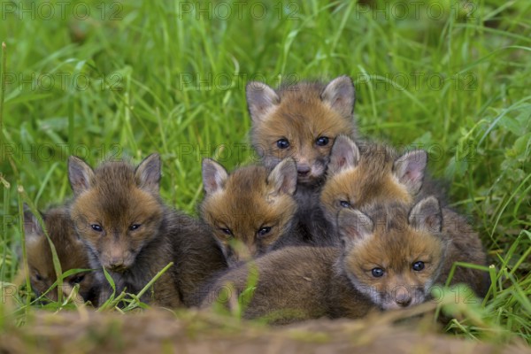 A group of young foxes (Vulpes vulpes) cuddling on a green meadow, the cubs look curiously into the