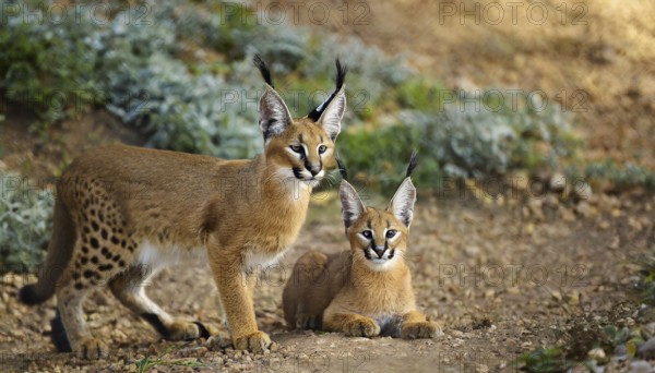 AI generated, animal, animals, mammal, mammals, biotope, habitat, two, female, juvenile, foraging,