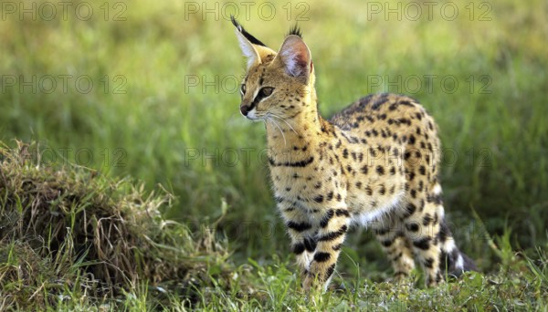 AI generated, animal, animals, mammal, mammals, biotope, habitat, one, individual, foraging,
