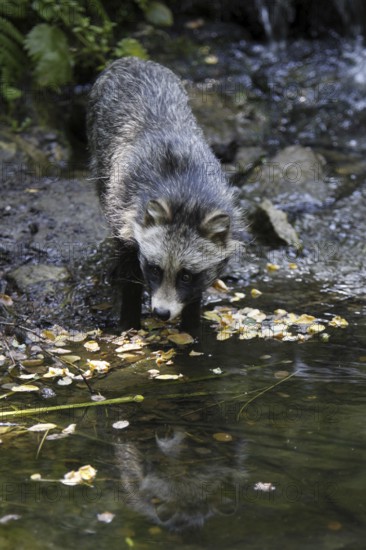 Tanuki