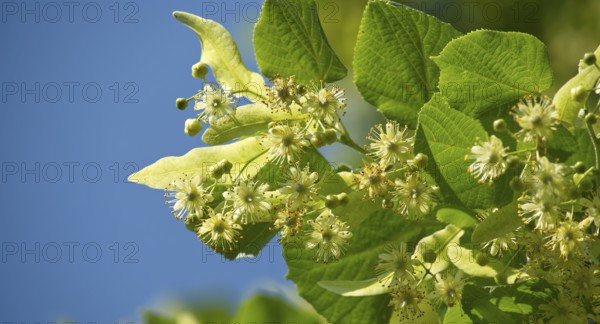 Close-up view of linden tree branch adorned with small yellow flowers and surrounded by large green