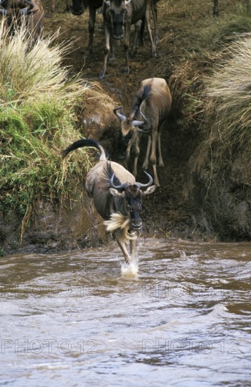 Blue Wildebeest (connochaetes taurinus), Herd crossing Mara River during Migration, Masai Mara Park