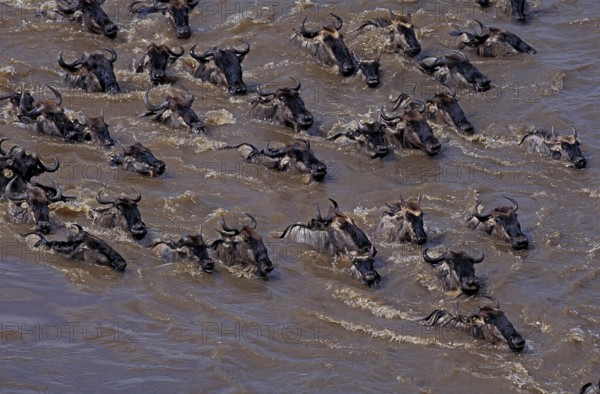 BLUE WILDEBEEST (connochaetes taurinus), HERD CROSSING MARA RIVER DURING MIGRATION, MASAI MARA PARK