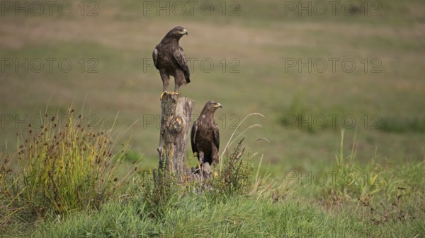 Lesser spotted eagle (Clanga pomarina), pair on trunk, Mecklenburg-Western Pomerania, Germany,