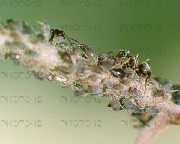 Ants and lice on a plant