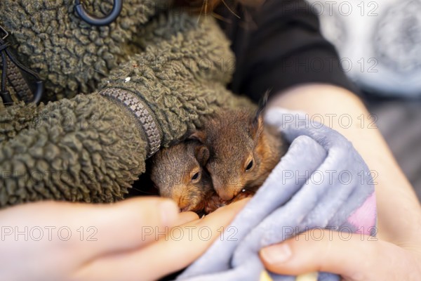Eurasian red squirrel (Sciurus vulgaris), practical animal welfare, two animals under blanket in