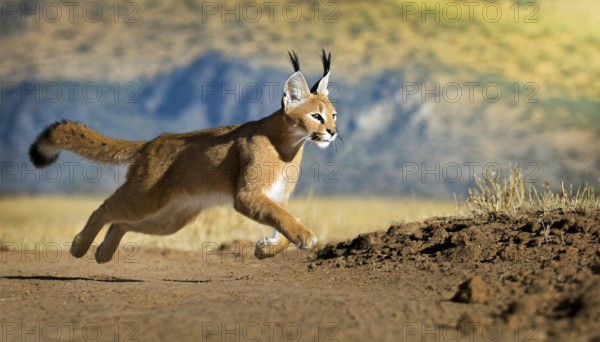 AI generated, animal, animals, mammal, mammals, biotope, habitat, a, individual animal, foraging,