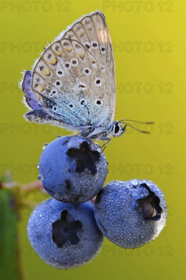 Common blue butterfly (Polyommatus icarus) on blueberry (Vaccinium myrtillus), common blueberry,