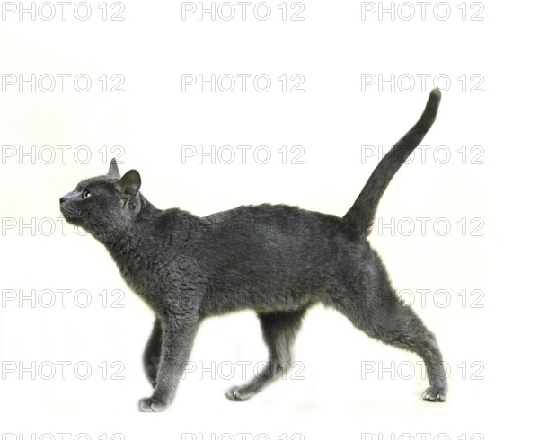 Korat domestic cat