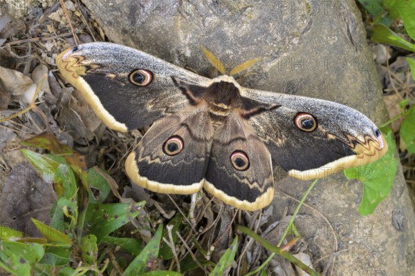 A Saturnia pyri (Saturnia pyri), resting on a stone surrounded by leaves, Krka National Park,