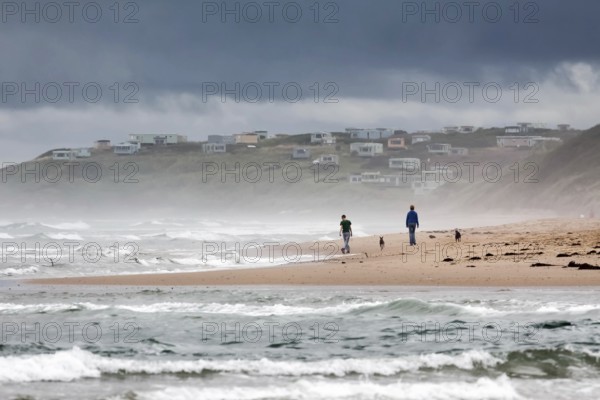 ALNMOUTH, NORTHUMBERLAND/UK - AUGUST 17 : Walking the Dogs along the Alnmouth Coast in