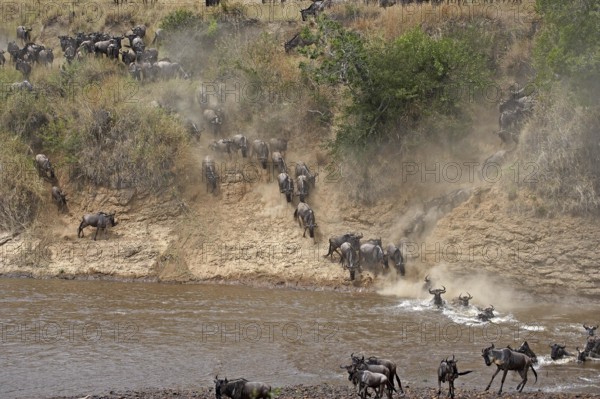 Blue Wildebeest (connochaetes taurinus), Herd Crossing River during Migration, Masai Mara park in