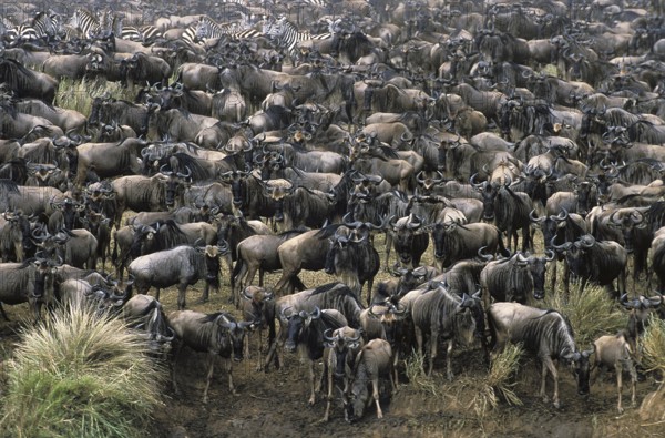 Blue Wildebeest (connochaetes taurinus), Herd ready for crossing Mara River during Migration, Masai