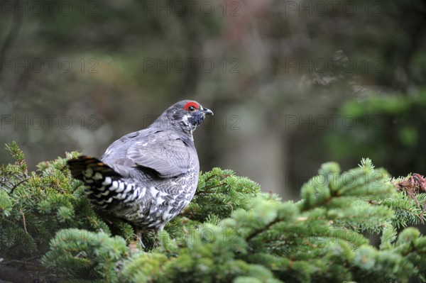 Spruce Grouse, male, Cap Breton Highlands National Park, Nova Scotia (Dendragopus Canada Grouse