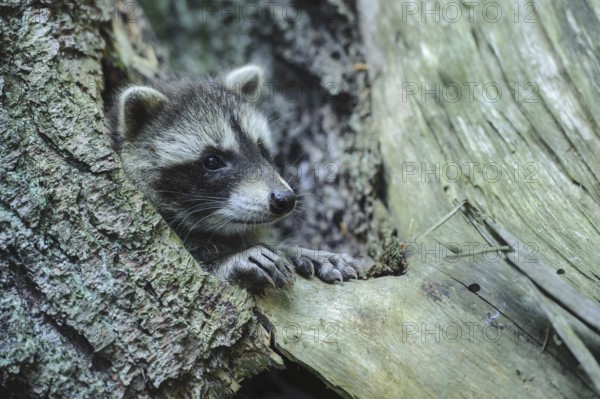 Raccoon (Procyon lotor) , Young animal, Lower Saxony, Germany, Europe