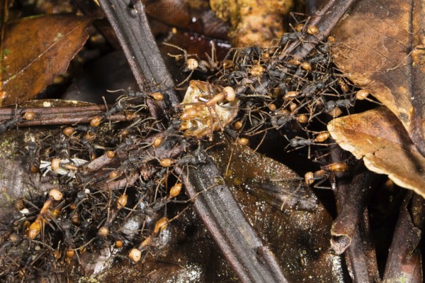 Driver ants form living Eciton burchellii (Eciton burchelli), ant, ants, Costa Rica, Central