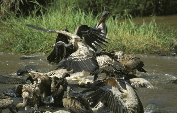 Ruppell's vulture, gyps rueppelli, group eating wildebeest carcass in Mara River, Masai Mara Park