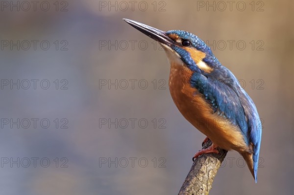 Common Kingfisher or Eurasian Kingfisher (Alcedo atthis), Tyrolean Unterland, Tyrol, Austria,