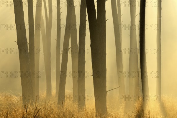 Scots pine forest (Pinus silvestris) in autumnal sunny light, Lower Rhine, North Rhine-Westphalia,