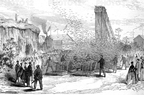 In the exhibition in Le Havre, a homing pigeon competition was held in the park of the exhibition,