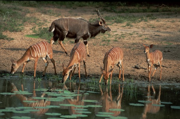Nyalas, Mkuzi Game Reserve, South Africa (Tragelaphus angasi)