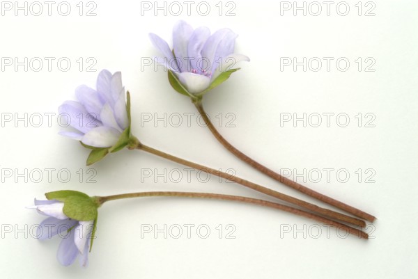 Liverwort (Hepatica triloba) (Hepatica nobilis) (Anemone hepatica), synonyma, common liverwort,