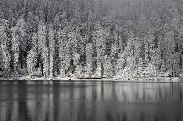 Winter landscape at Mummelsee, reflection of the forest, near Seebach, Black Forest, Ortenaukreis,
