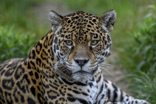 Jaguar (Panthera onca) with radio collar lies attentively in the grass grass, Conservation Land