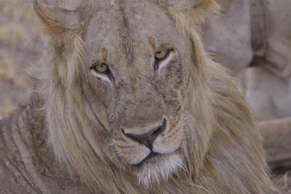 Maned lion (Panthera leo), old animal, portrait, Nsefu sector, South Luangwa National Park, Zambia,
