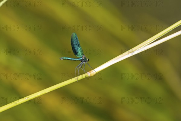 Dragonfly on branch, beautiful demoiselle (Calopteryx virgo), Garstedt, Lower Saxony, Germany,