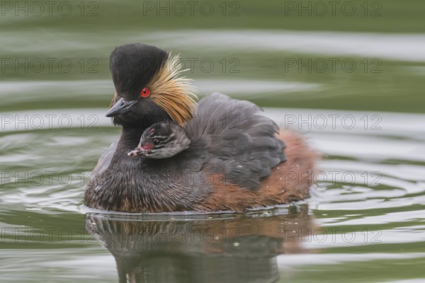 Black-necked Grebe (Podiceps nigricollis) with young bird in plumage on the back, swims in the