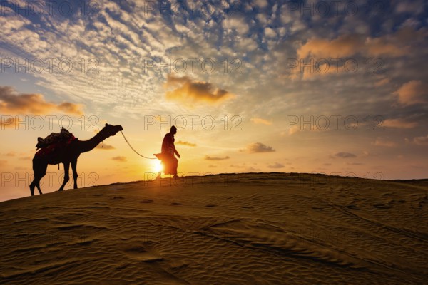 Indian cameleer (camel driver) bedouin with camel silhouettes in sand dunes of Thar desert on